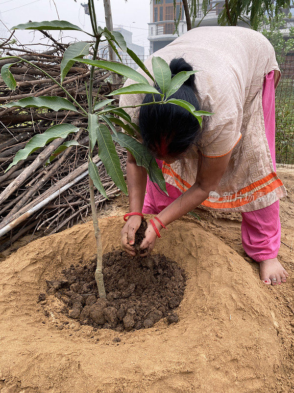印度印度教妇女穿着Salwar Kameez传统服装的形象，同时弯腰在花园分配地块种植芒果树，挖掘土壤，关注前景